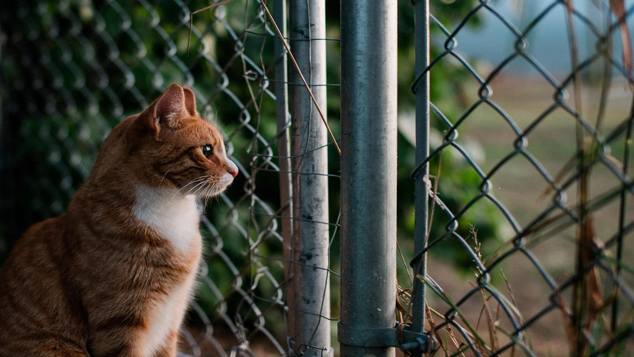 صورة quotes about animals