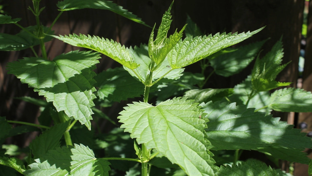 صورة تجربتي مع عشبة القراص