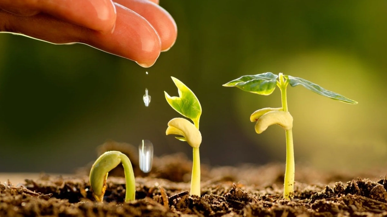 صورة مطويات عن الزراعه