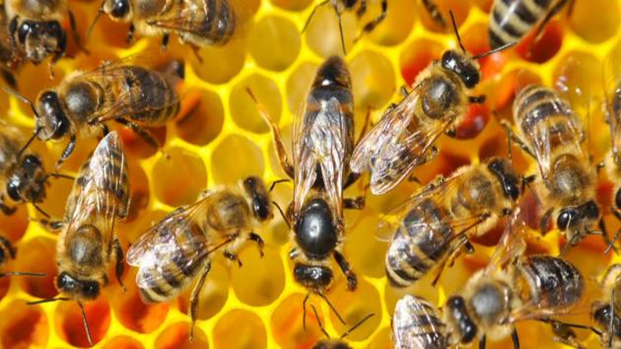 صورة موضوع عن النحل