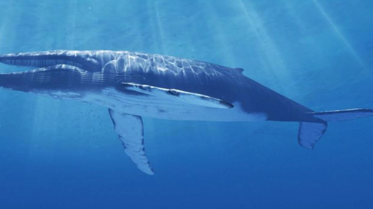 صورة هل صوت الحوت من علامات الساعة 