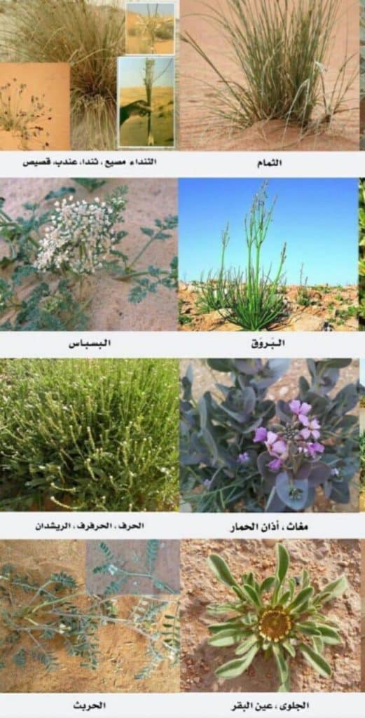 أسماء النباتات الصحراوية في قطر