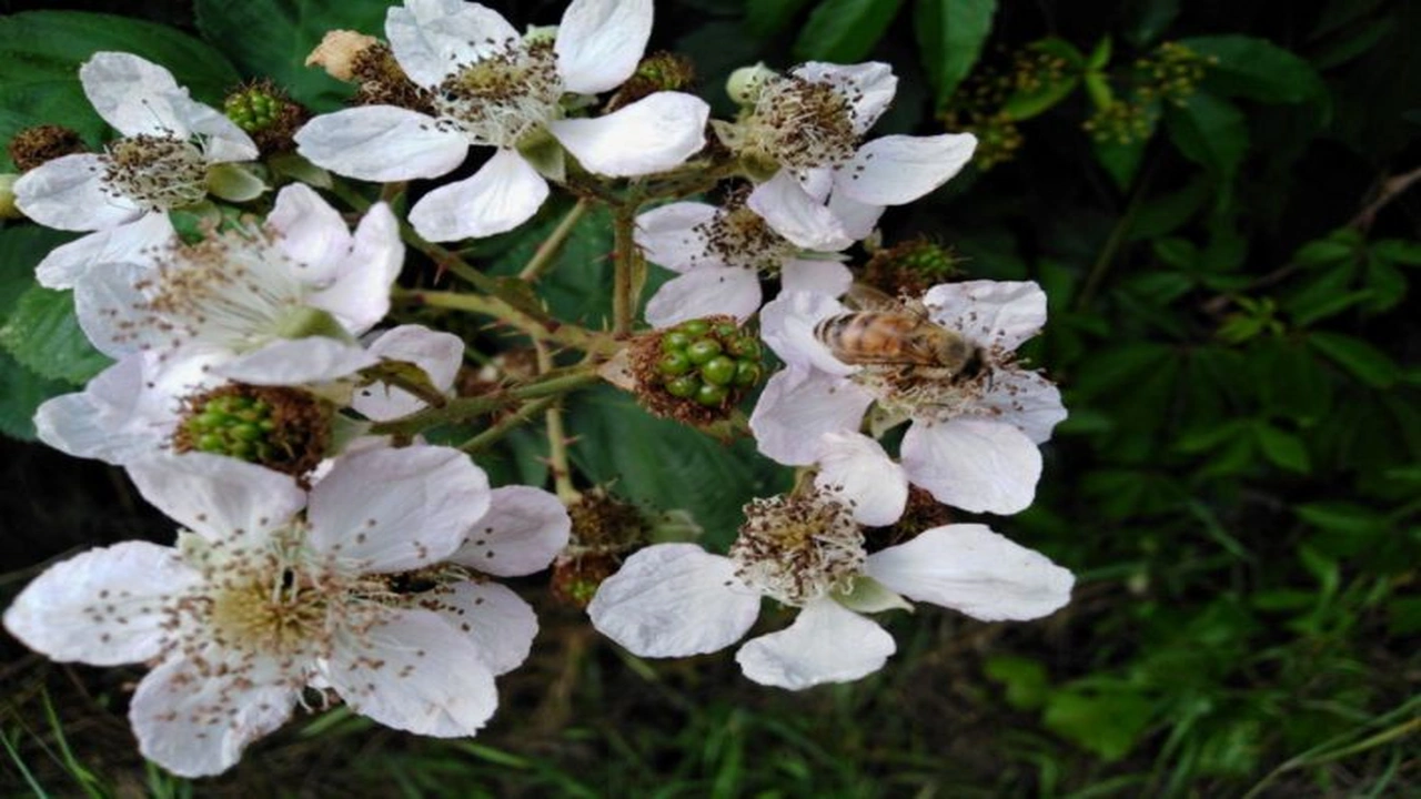 صورة أسماء النباتات الصحراوية في قطر