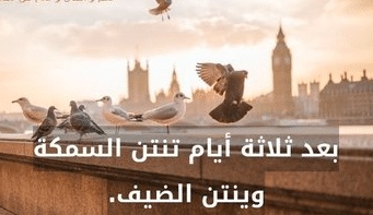 أمثال شعبية عن الضيافة