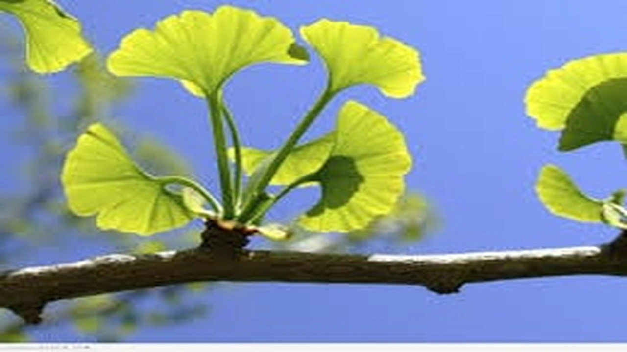 صورة أوراق الجنكة لتقوية الذاكرة 