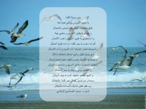 ابيات شعر عن طائر النورس