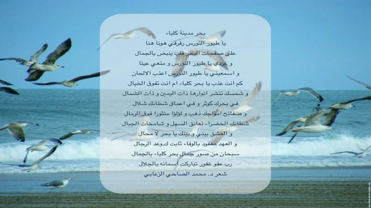 صورة ابيات شعر عن طائر النورس