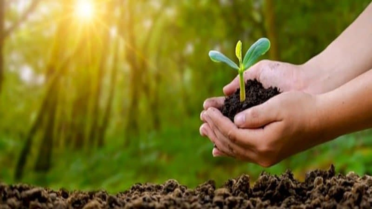 صورة اذاعة مدرسية عن الشجرة