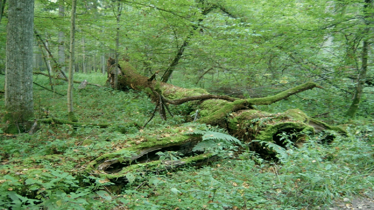 صورة ارشادات للحفاظ على الغابة