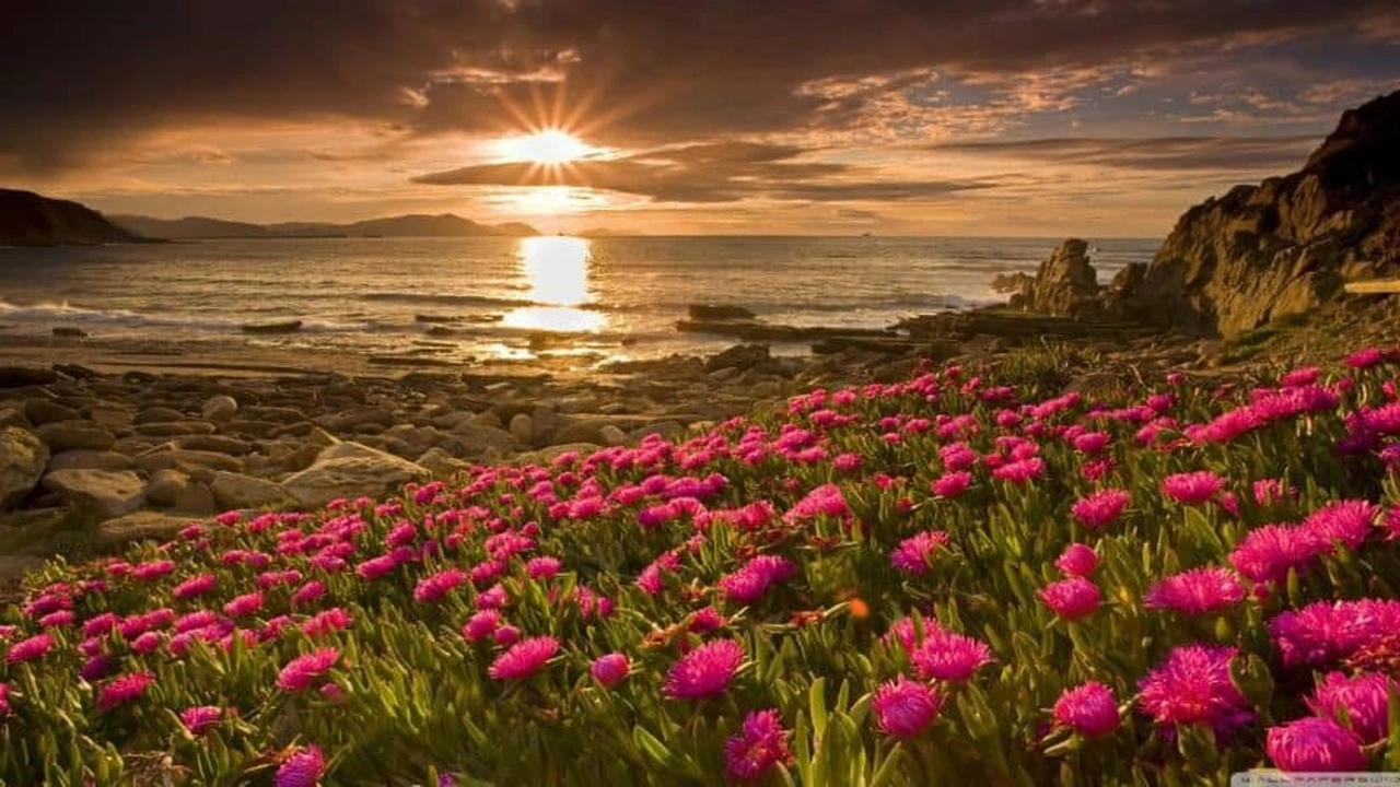 صورة اسماء الزهور النادرة