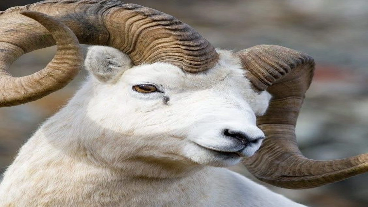 صورة افضل تطبيق ذبائح في مكة