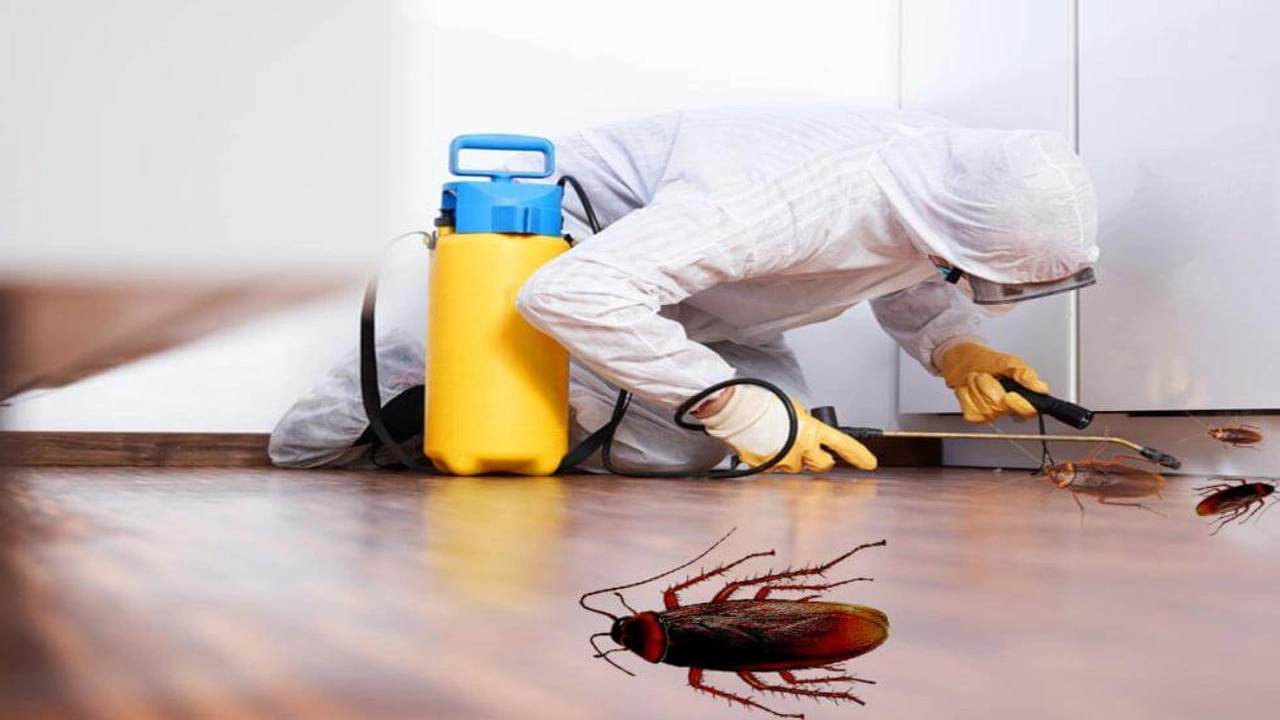 صورة افضل شركة شركة مكافحة حشرات بالمدينة المنورة 