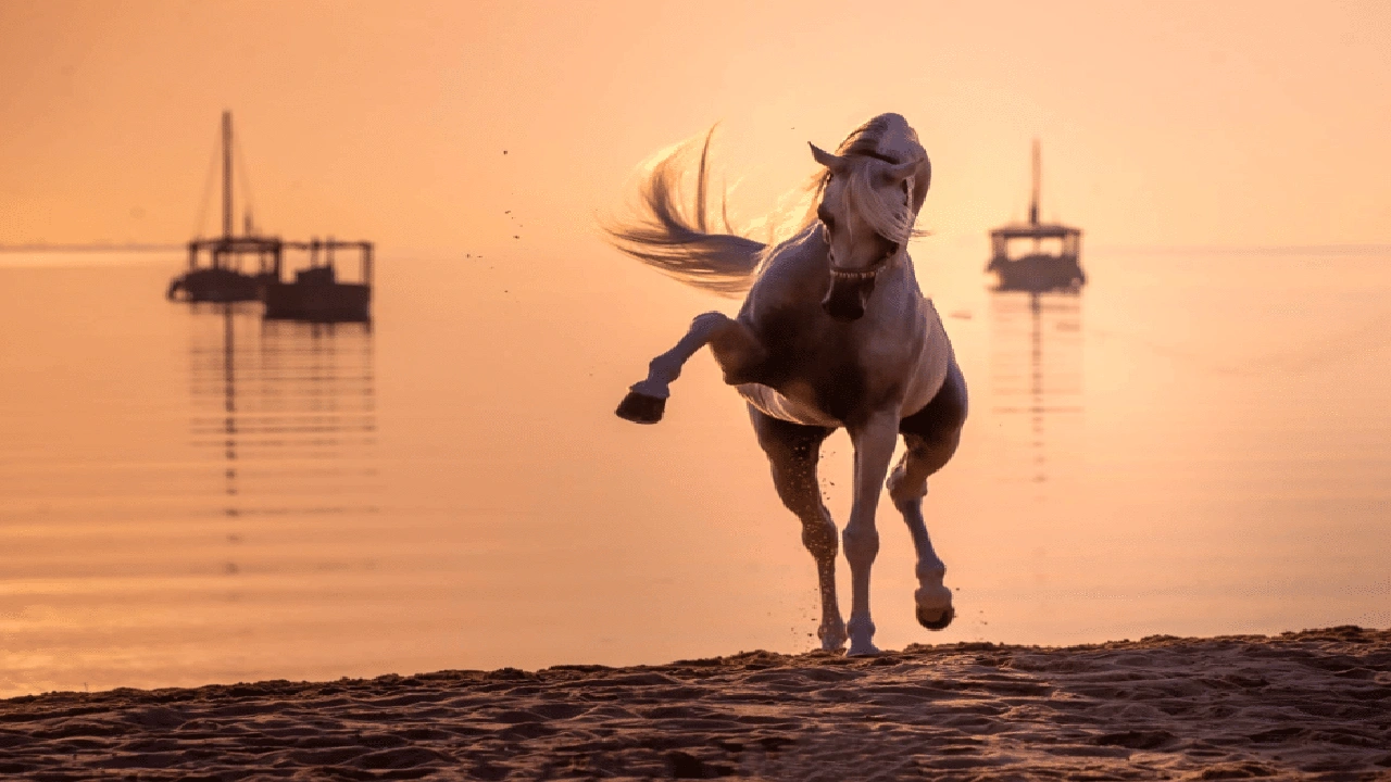 صورة اقوال وحكم عن الفروسية