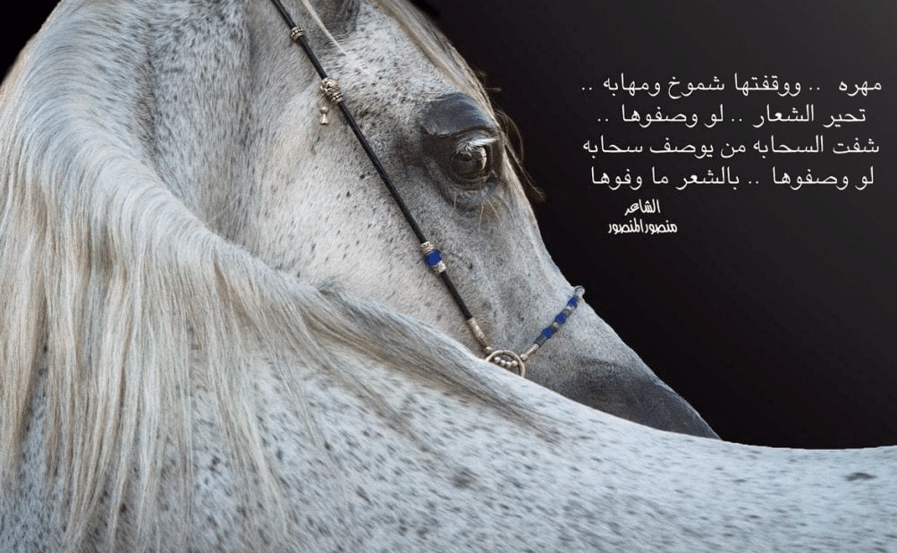 اقوال وحكم عن الفروسية