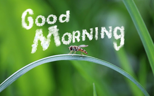 الرد على good morning