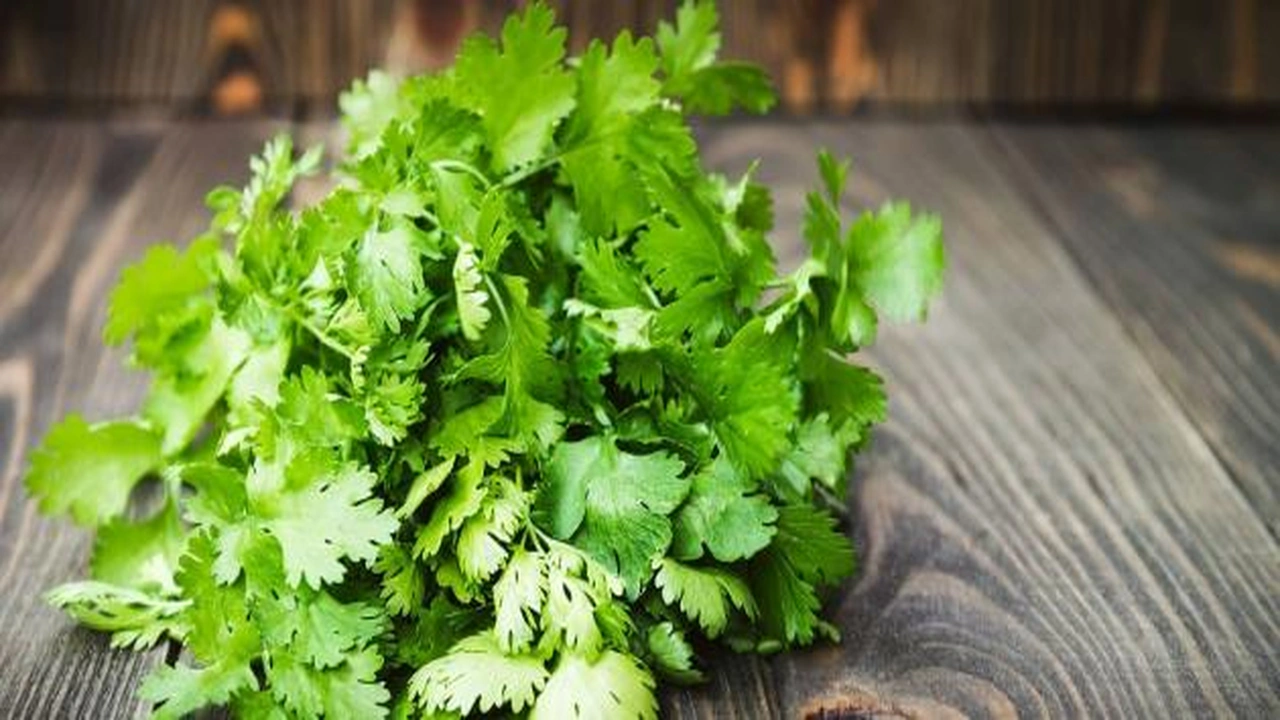 صورة الفرق بين البقدونس والكزبرة