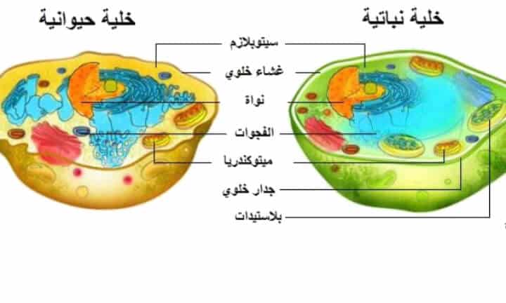 الفرق بين الخلية الحيوانية والنباتية