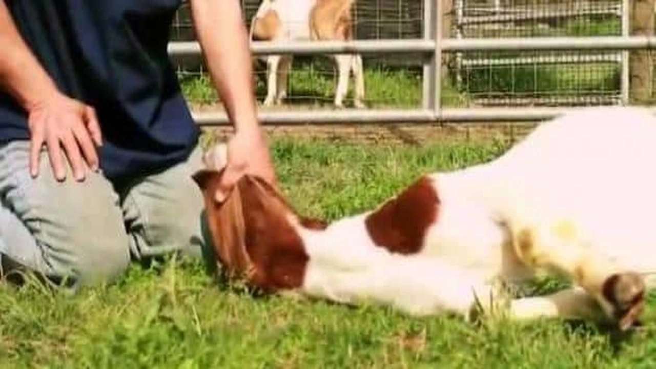 صورة الفرق بين الذبح الحلال والغير حلال