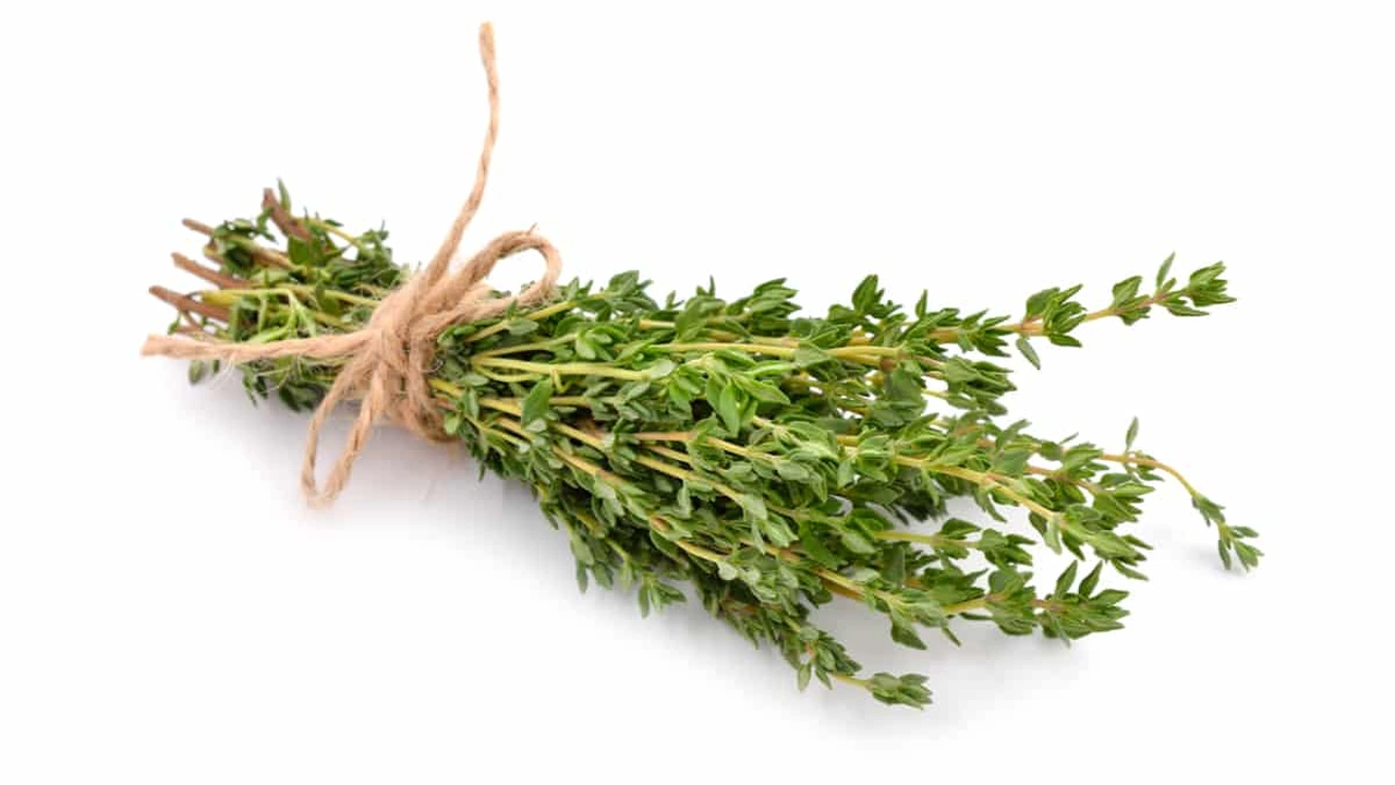 صورة الفرق بين الزعتر والزعيترة