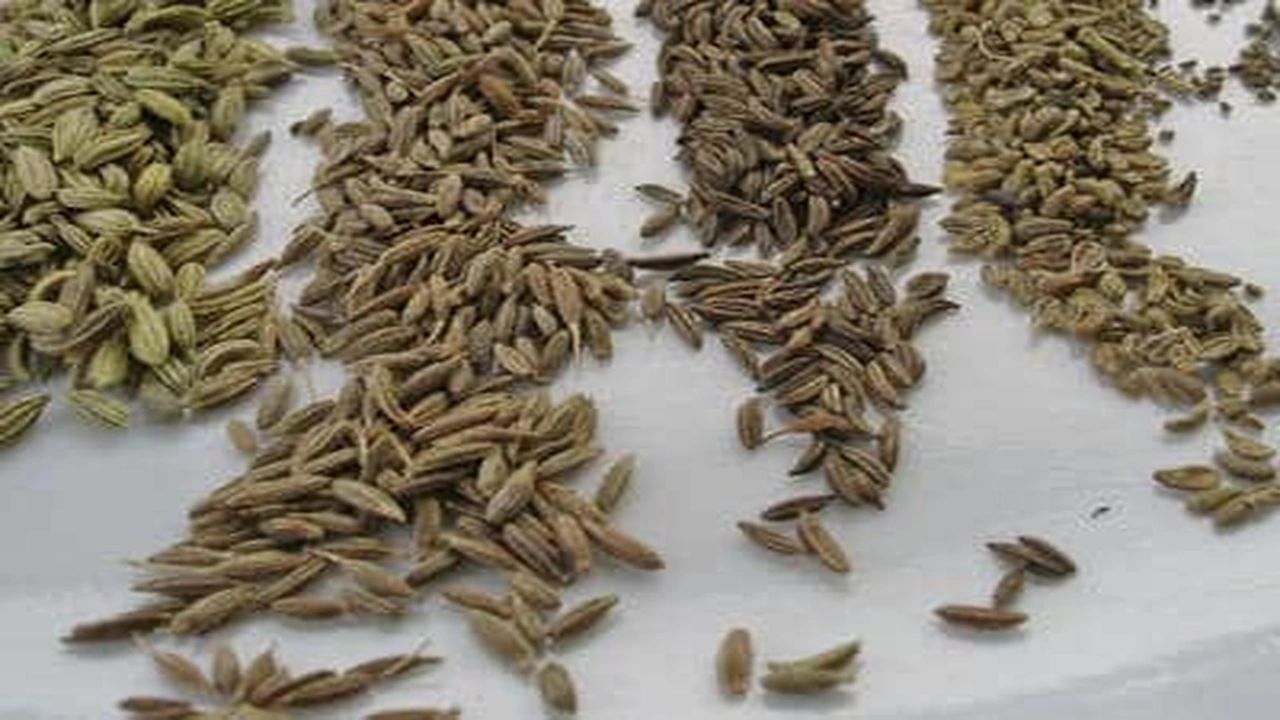 صورة الفرق بين النافع وحبة حلاوة