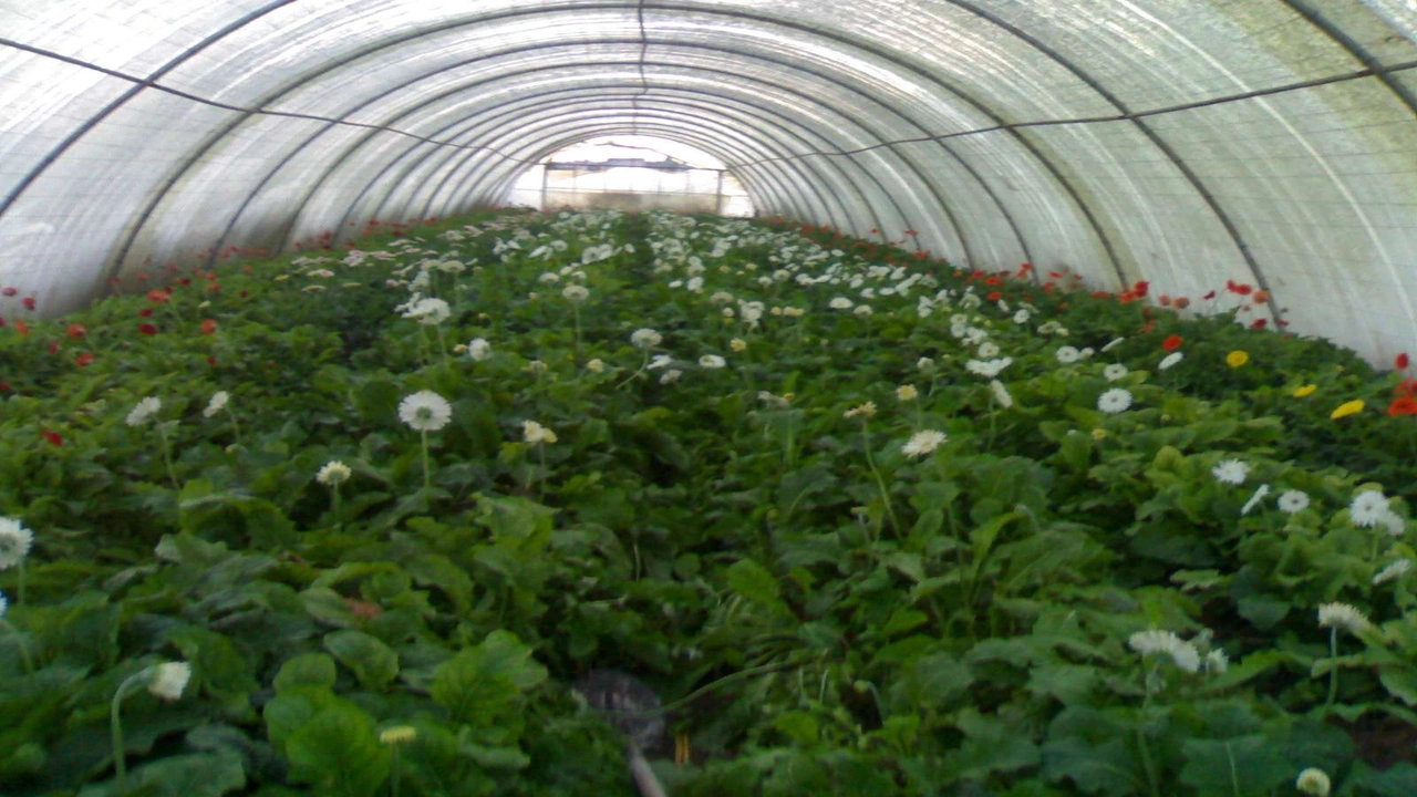 صورة ايجابيات وسلبيات الزراعة المحمية