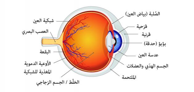 بحث جامعي عن العين