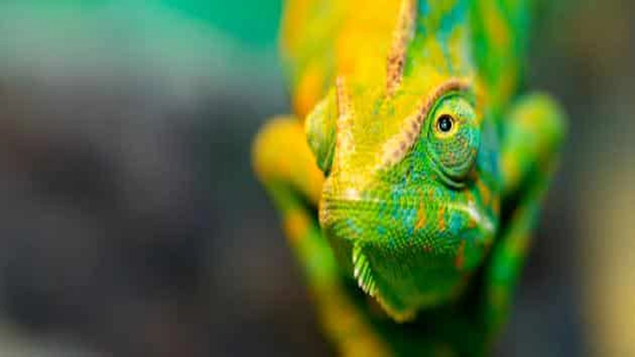 صورة بحث علمي عن الزواحف