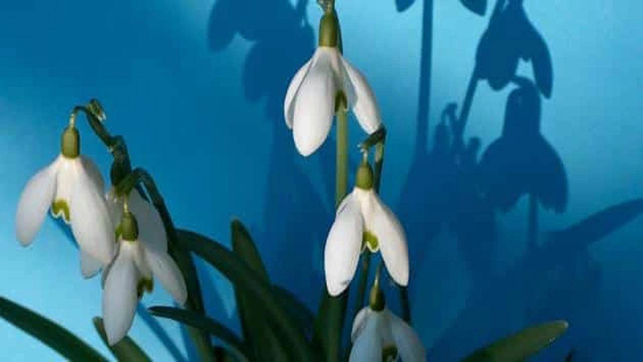 صورة بحث علمي عن الظل