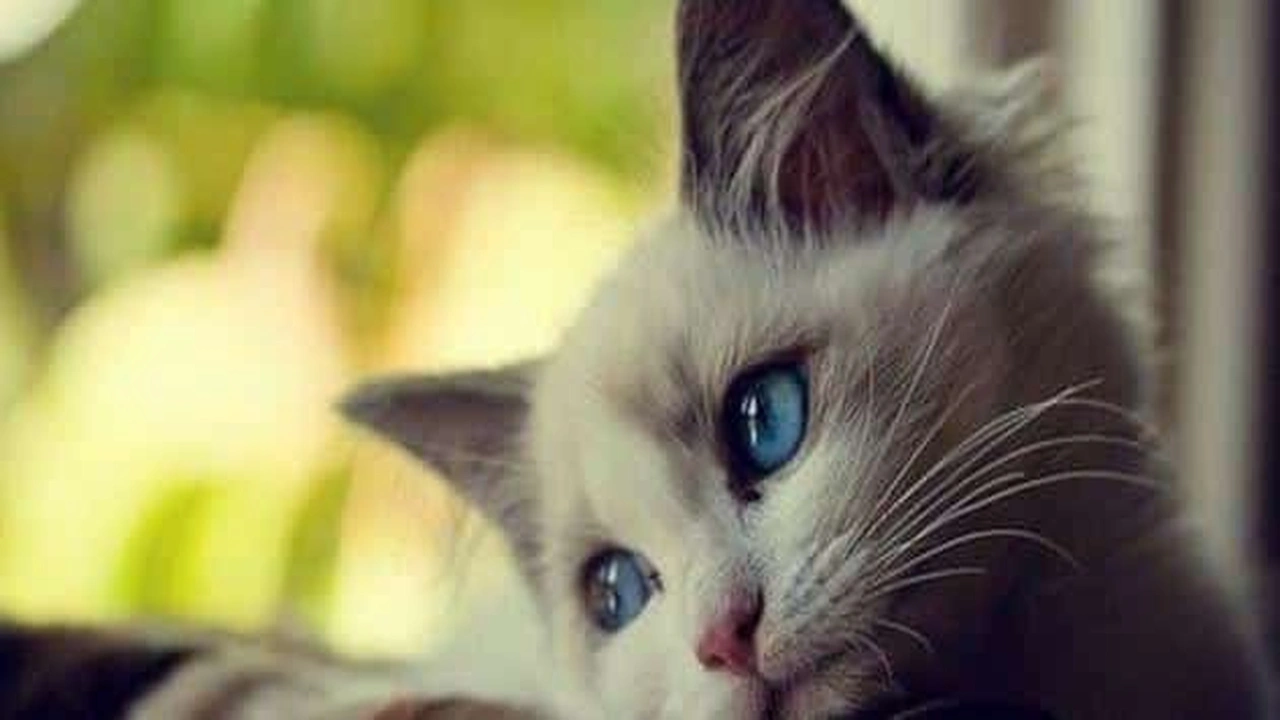 صورة بحث علمي عن القطط