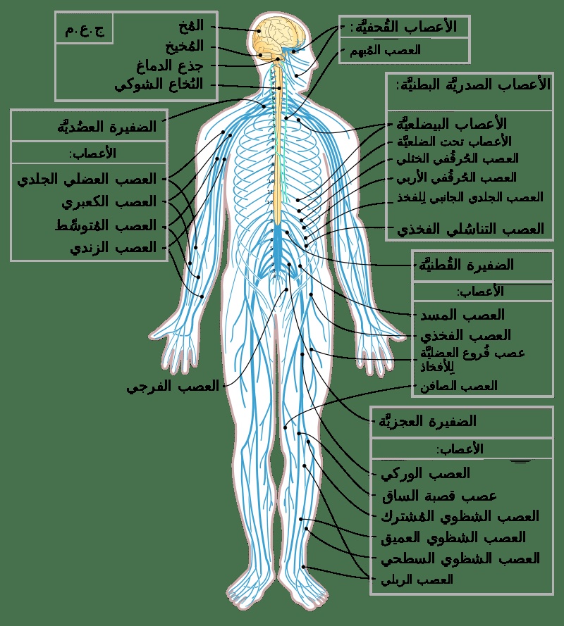 برزنتيشن عن جسم الانسان
