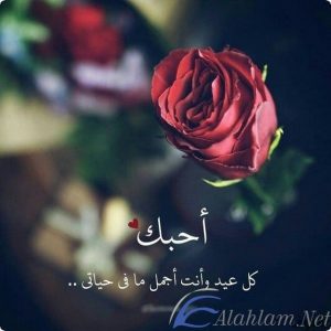 بوستات عيد ميلاد للحبيب