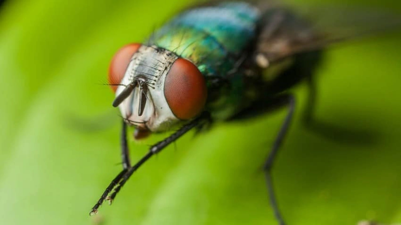 صورة تجاربكم مع الذباب