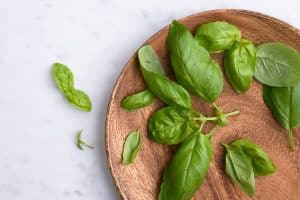 تجربتي مع شرب الريحان