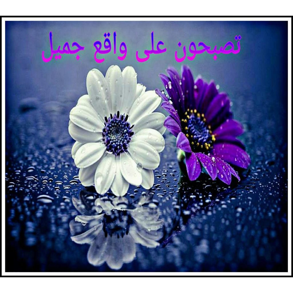 تصبح على خير صديقي