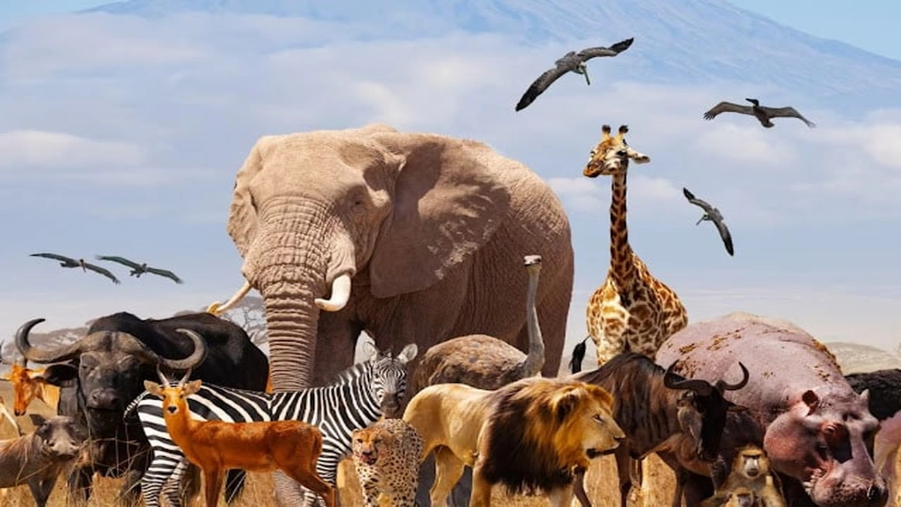 صورة تعبير عن الحيوانات بالانجليزي