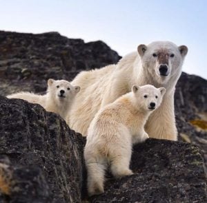 تعبير عن الدب بالانجليزي