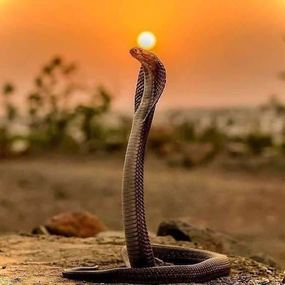 تفسير الثعبان في المنام للرجل