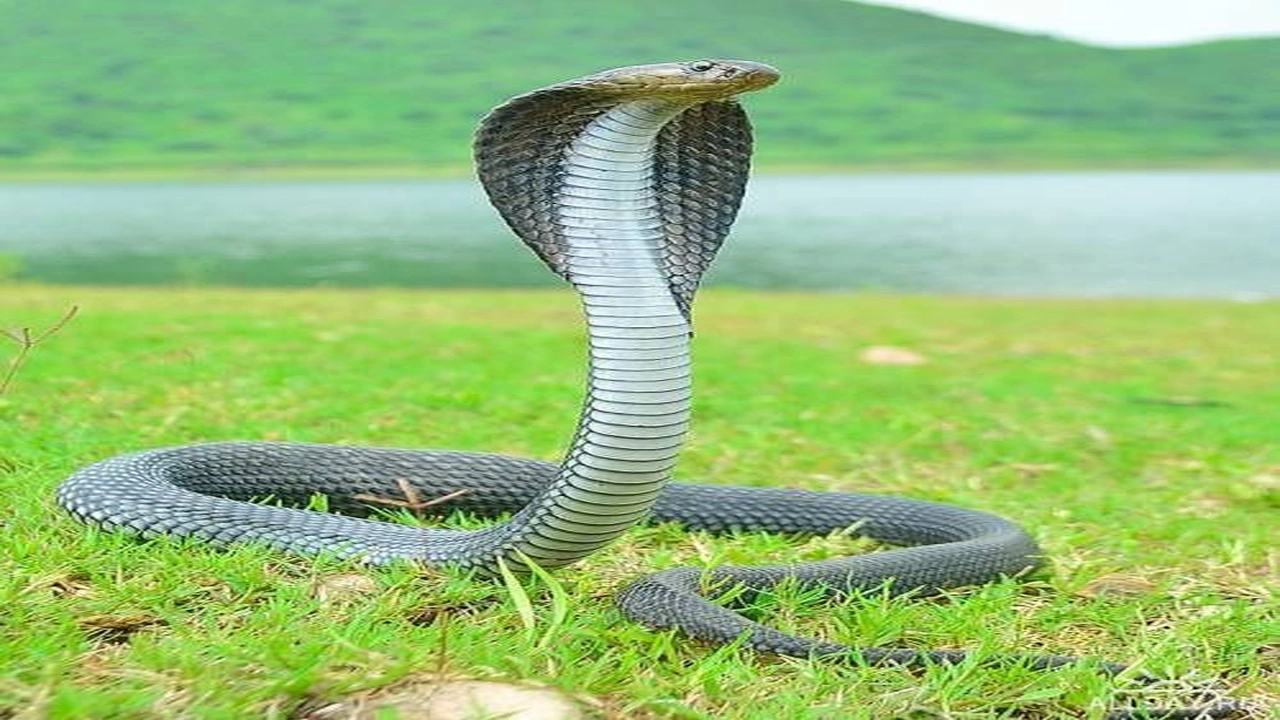 صورة تفسير الثعبان في المنام للرجل