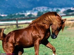 تفسير حلم الخيل في المنام