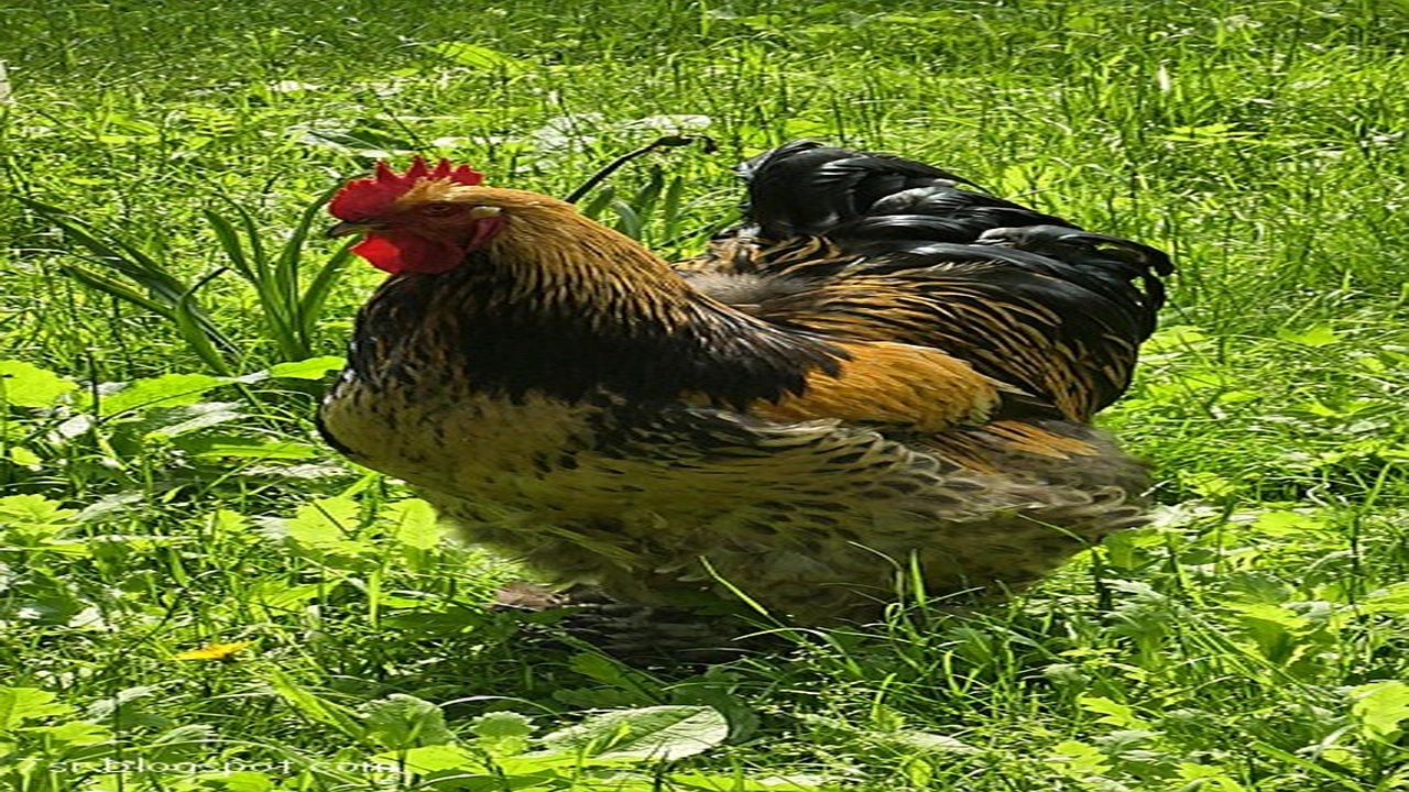 صورة تفسير حلم الدجاج في المنام