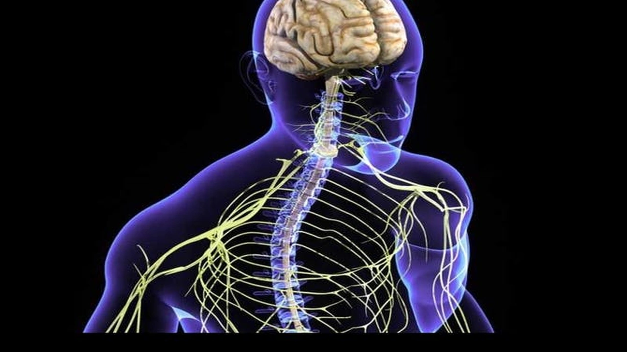 صورة تقرير عن الجهاز العصبي
