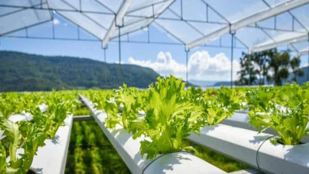 صورة تقرير عن الزراعة المائية