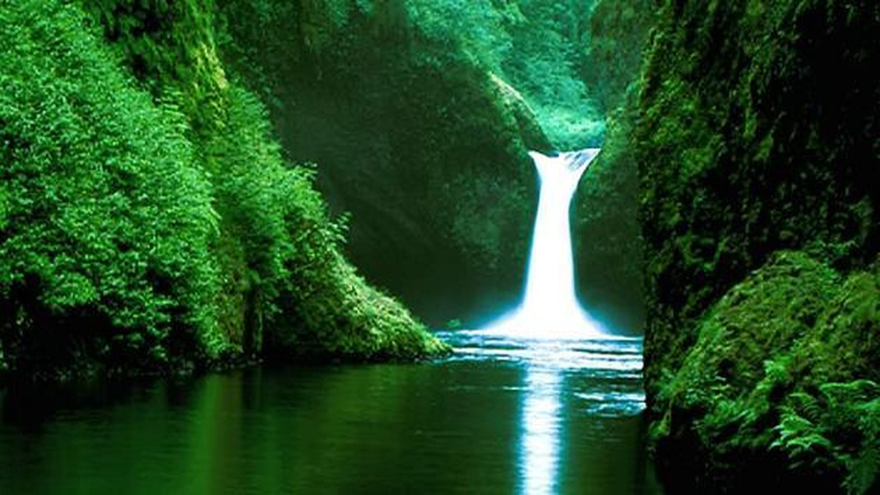 صورة تقرير عن الغابة