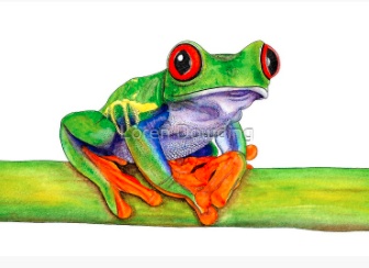 تلوين رسومات ضفدع
