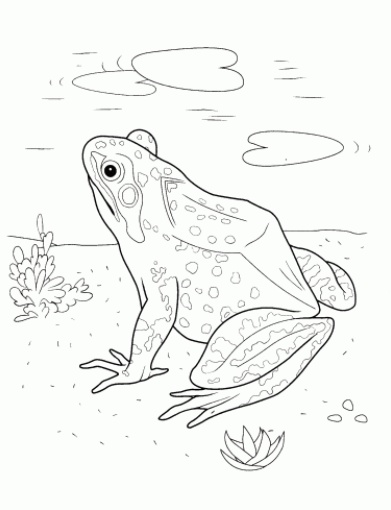 تلوين رسومات ضفدع