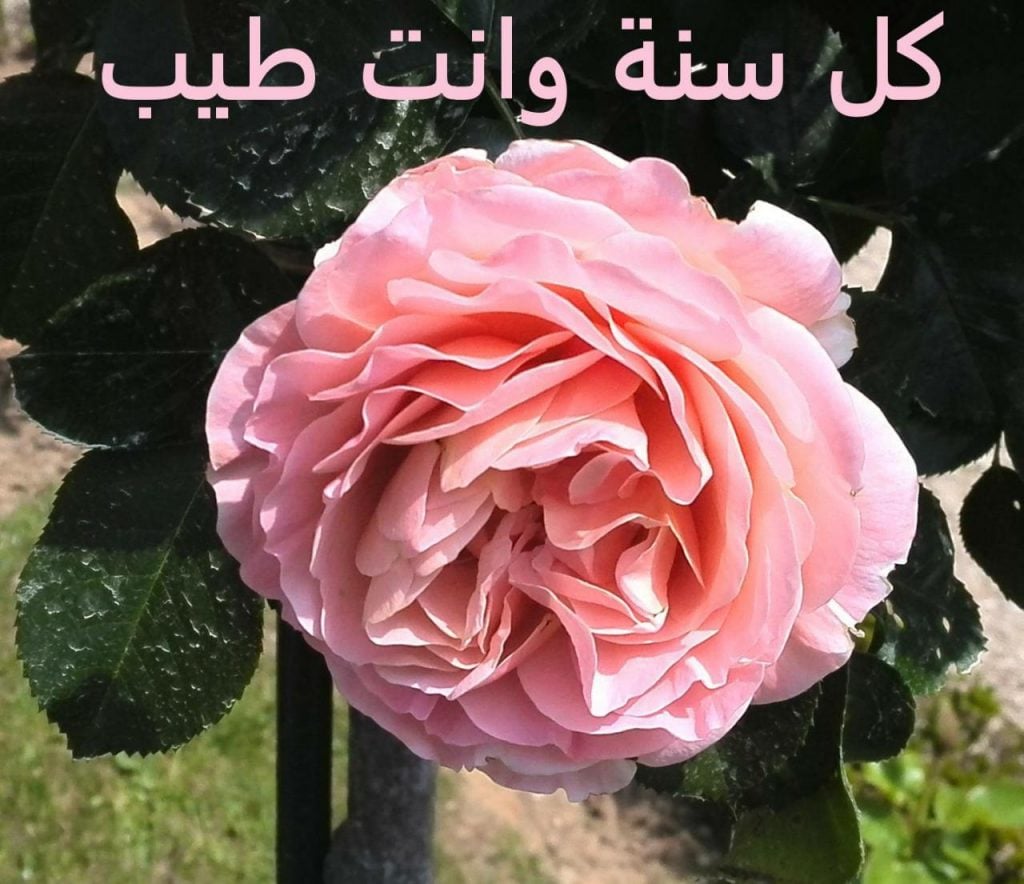 تهنئة كل عام وانتم بخير
