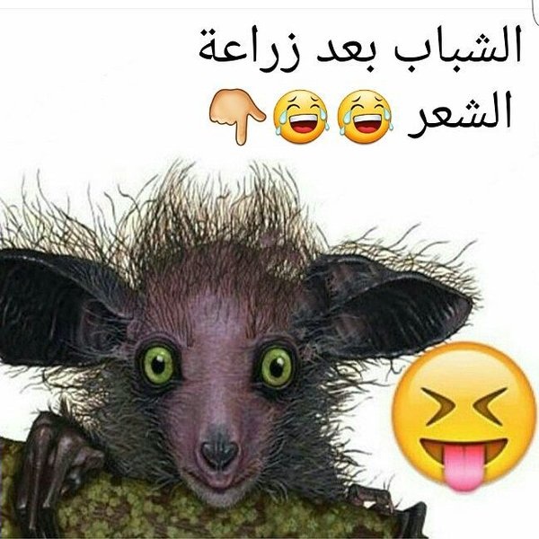 حالات واتس اب مضحكة بالصور