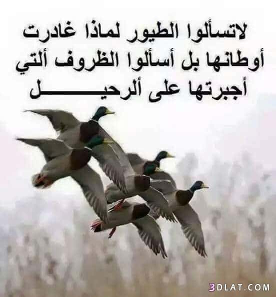 حكم وامثال