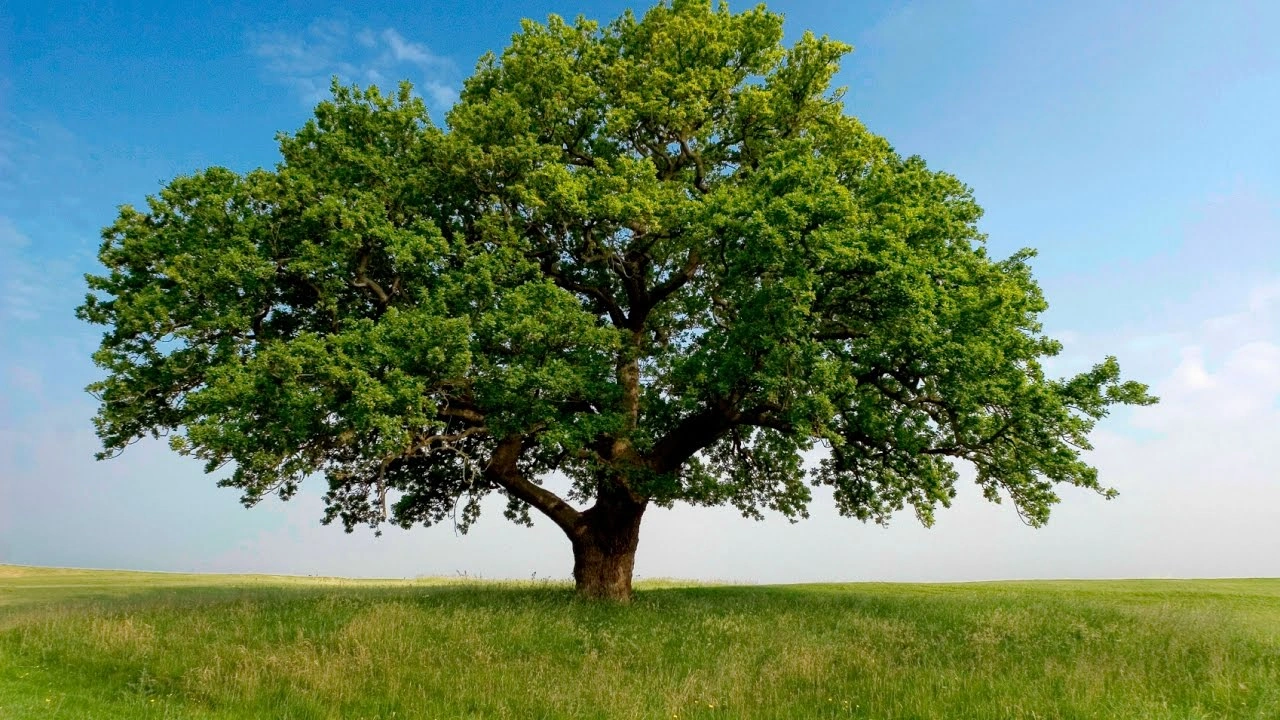 صورة خطبة محفلية عن اسبوع الشجرة