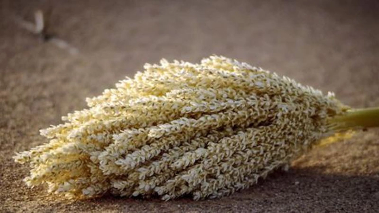 صورة خلطة طلع النخيل مع العسل للرجال